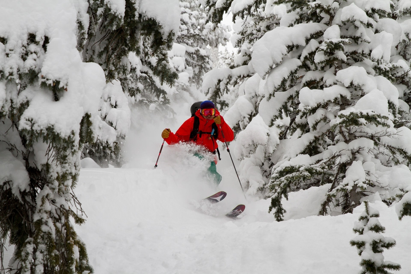 Skier skiing through pine trees in Colorado